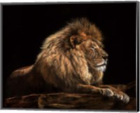 Golden Lion Fine Art Print