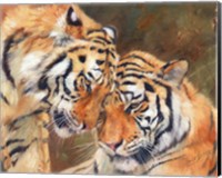 Tiger Love Fine Art Print