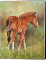 Foal In Sunshine Fine Art Print