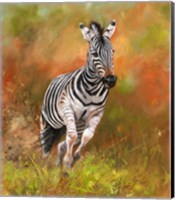 Zebra Running Fine Art Print