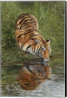 Tiger At Waters Edge Fine Art Print