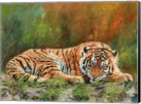 Amur Tiger Laying Down Fine Art Print