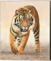 Tiger16 Fine Art Print