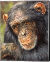 Chimp The Thinker Fine Art Print