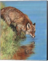 Fox Drinking Fine Art Print