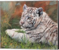 White Tiger Cub Laying Down Fine Art Print