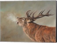 Red Deer Stag Fine Art Print