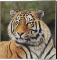 Bengal Tiger Fine Art Print