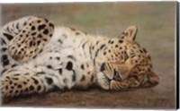 Resting Leopard Fine Art Print
