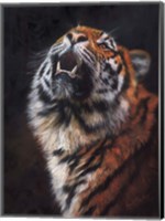 Tiger Looking Up Fine Art Print