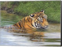 Tiger In Water 1 Fine Art Print