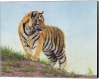 Young Tiger 10 Fine Art Print