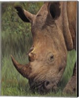 Rhino And Oxpecker Bird Fine Art Print