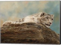 Snow Leopard 14 Fine Art Print