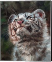 White Tiger Cub Portrait Fine Art Print