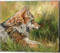 Grey Wolf In Grass Fine Art Print