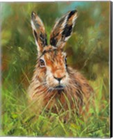 Hare 2 Fine Art Print