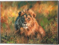 Lion At Sunset Fine Art Print