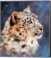 Snow Leopard Portrait 2 Fine Art Print