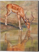 Kudu Reflections Fine Art Print