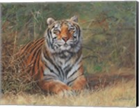 Tiger In Bush Fine Art Print