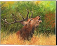 Red Deer In Field Fine Art Print