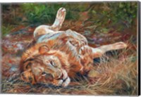 Lion On Back Fine Art Print