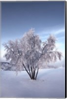 Snow Covered Tree in the Yukon River, Canada Fine Art Print