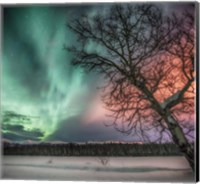 Northern Lights and Bare Tree, Yukon River, Yukon, Canada Fine Art Print