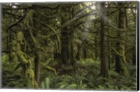 Forest in British Columbia, Canada Fine Art Print