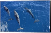 Group Of Spinner Dolphins Fine Art Print
