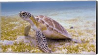 A Green Turtle in the Sea Grass Fine Art Print