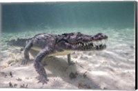 A Crocodile Stalking Its Prey Fine Art Print