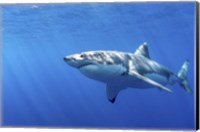 Great White Shark in Guadalupe Mexico Fine Art Print