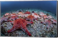 Panamic Cushion Stars Gather On the Sea Floor Fine Art Print