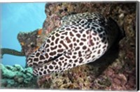 A Honeycomb Eel Emerges From Its Den Fine Art Print