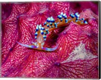 Caloria Indica Nudibranch Fine Art Print