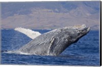 Breaching Humpback Whale, Off the Coast Of Hawaii Fine Art Print