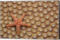 A Marble Starfish On Hard Coral, Fiji Fine Art Print