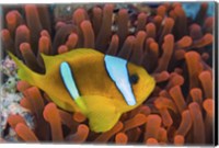 Red Sea Clownfish Fine Art Print