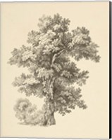 Tree Study I Dark Fine Art Print