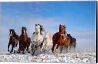 Mongolia Horses Fine Art Print