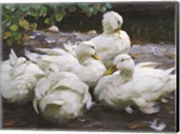 Ducks by the Lake 2 Fine Art Print