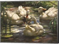 Ducks by the Lake 4 Fine Art Print