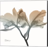 Earthy Orchid Fine Art Print