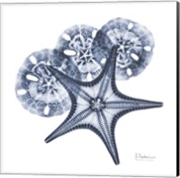 Indigo Starfish and Sand Dollar Fine Art Print