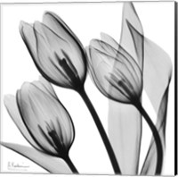 Splendid Monotone Tulips Fine Art Print