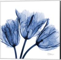 Indigo Stunning Tulips Fine Art Print