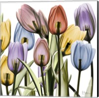 Tulipscape Fine Art Print