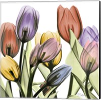 Tulipscape 2 Fine Art Print